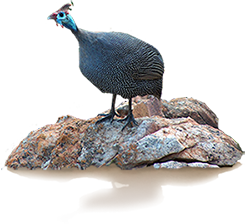 Guinea fowl on a rock